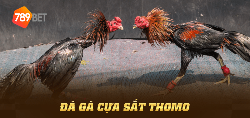 đá gà cựa sắt thomo