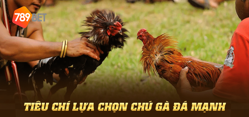 Tiêu chí lựa chọn chú gà đá mạnh